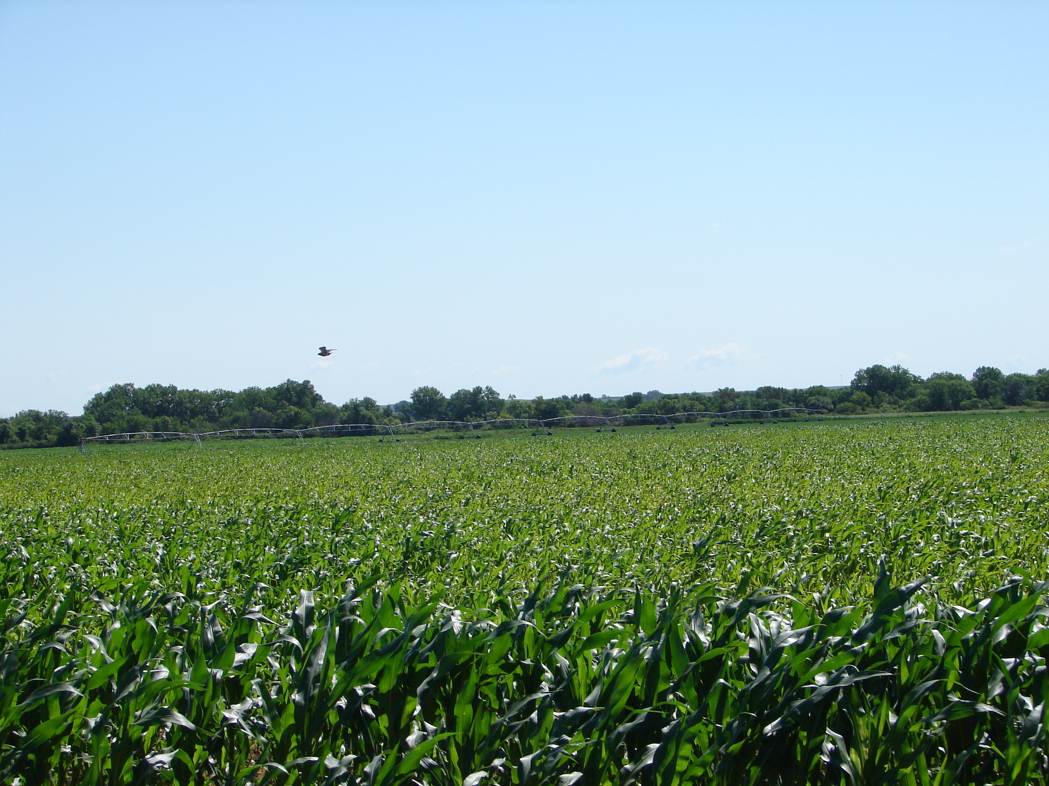 Sherman County Nebraska Farm For Sale 5 Miles South of Loup City, NE!